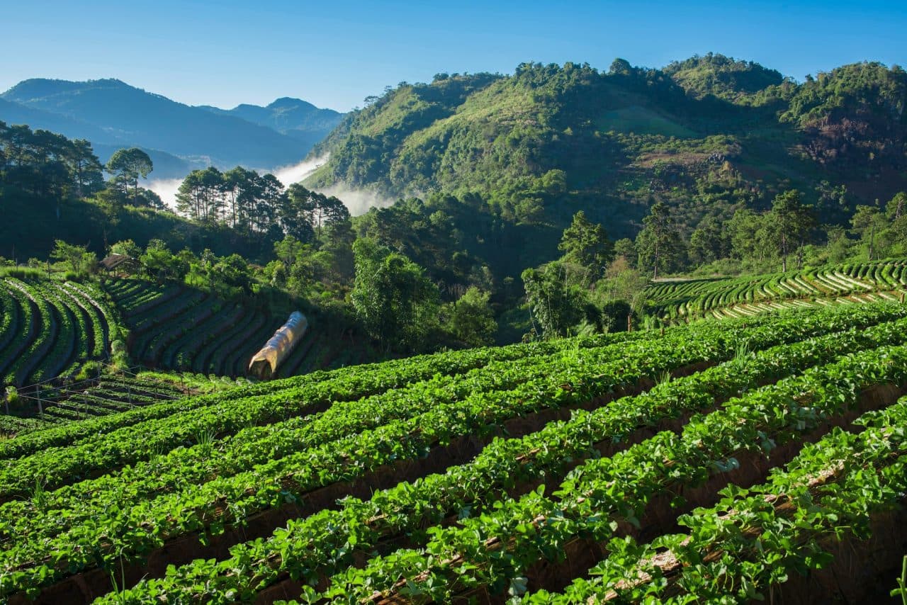 Mountain strawberry farm landscape